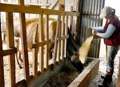 Foto de la galería: Postales de Colonia Aurora y su laboriosa gente