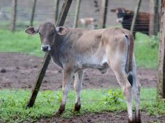 Foto de la galería: Postales de Colonia Aurora y su laboriosa gente