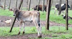 Foto de la galería: Postales de Colonia Aurora y su laboriosa gente