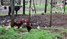 Foto de la galería: Postales de Colonia Aurora y su laboriosa gente