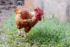 Foto de la galería: Postales de Colonia Aurora y su laboriosa gente