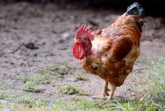 Foto de la galería: Postales de Colonia Aurora y su laboriosa gente