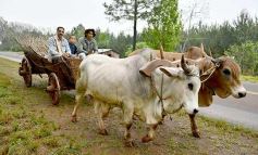 Foto de la galería: Postales de Colonia Aurora y su laboriosa gente