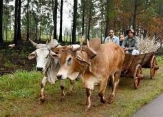 Foto de la galería: Postales de Colonia Aurora y su laboriosa gente