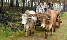 Foto de la galería: Postales de Colonia Aurora y su laboriosa gente