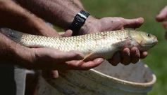 Foto de la galería: La piscicultura cada vez se consolida más en Campo Viera