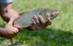 Foto de la galería: La piscicultura cada vez se consolida más en Campo Viera