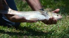 Foto de la galería: La piscicultura cada vez se consolida más en Campo Viera