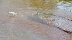 Foto de la galería: La piscicultura cada vez se consolida más en Campo Viera