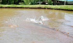 Foto de la galería: La piscicultura cada vez se consolida más en Campo Viera