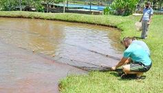 Foto de la galería: La piscicultura cada vez se consolida más en Campo Viera