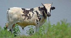 Foto de la galería: La piscicultura cada vez se consolida más en Campo Viera