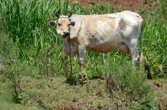 Foto de la galería: La piscicultura cada vez se consolida más en Campo Viera
