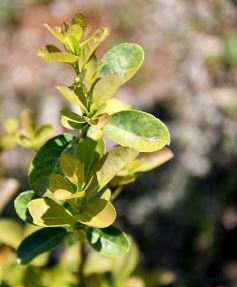 Foto de la galería: La piscicultura cada vez se consolida más en Campo Viera