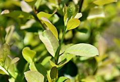Foto de la galería: La piscicultura cada vez se consolida más en Campo Viera