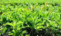 Foto de la galería: La piscicultura cada vez se consolida más en Campo Viera