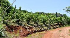Foto de la galería: La piscicultura cada vez se consolida más en Campo Viera