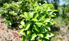 Foto de la galería: La piscicultura cada vez se consolida más en Campo Viera