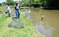 Foto de la galería: La piscicultura cada vez se consolida más en Campo Viera