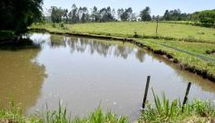 Foto de la galería: La piscicultura cada vez se consolida más en Campo Viera