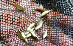 Foto de la galería: La piscicultura cada vez se consolida más en Campo Viera