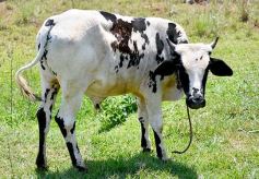 Foto de la galería: La piscicultura cada vez se consolida más en Campo Viera