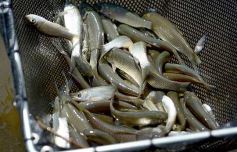 Foto de la galería: La piscicultura cada vez se consolida más en Campo Viera