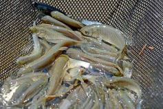 Foto de la galería: La piscicultura cada vez se consolida más en Campo Viera