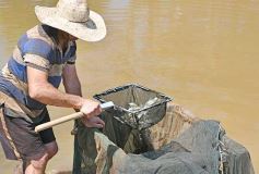 Foto de la galería: La piscicultura cada vez se consolida más en Campo Viera