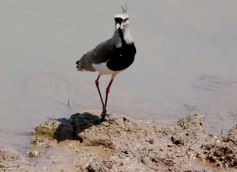 Foto de la galería: La piscicultura cada vez se consolida más en Campo Viera