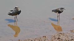Foto de la galería: La piscicultura cada vez se consolida más en Campo Viera