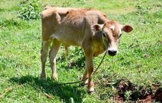Foto de la galería: La piscicultura cada vez se consolida más en Campo Viera