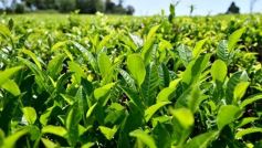 Foto de la galería: La piscicultura cada vez se consolida más en Campo Viera