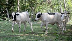 Foto de la galería: La piscicultura cada vez se consolida más en Campo Viera