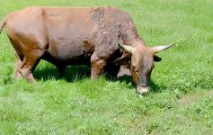 Foto de la galería: La piscicultura cada vez se consolida más en Campo Viera