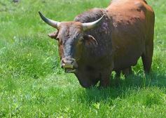 Foto de la galería: La piscicultura cada vez se consolida más en Campo Viera