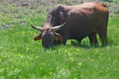 Foto de la galería: La piscicultura cada vez se consolida más en Campo Viera