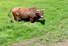 Foto de la galería: La piscicultura cada vez se consolida más en Campo Viera