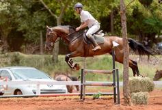 Foto de la galería: El futuro de la equitación, en un certamen de primer nivel