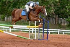 Foto de la galería: El futuro de la equitación, en un certamen de primer nivel