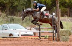 Foto de la galería: El futuro de la equitación, en un certamen de primer nivel