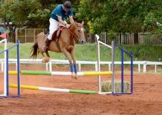 Foto de la galería: El futuro de la equitación, en un certamen de primer nivel