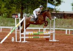 Foto de la galería: El futuro de la equitación, en un certamen de primer nivel