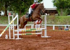 Foto de la galería: El futuro de la equitación, en un certamen de primer nivel