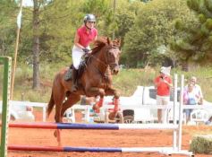 Foto de la galería: El futuro de la equitación, en un certamen de primer nivel