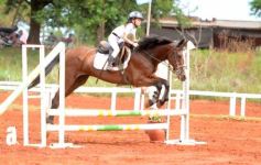 Foto de la galería: El futuro de la equitación, en un certamen de primer nivel