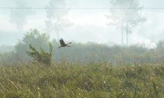 Sixto Fotografías. Sociedad. Varios - Incendio de malezas inundó de humo a la ciudad de Posadas