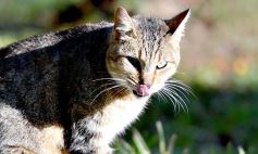 Sixto Fotografías. Sociedad. Salud Pública - El IMUSA volvió a la actividad, con estricto protocolo y priorizando las urgencias