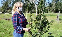 Sixto Fotografías. Sociedad. Productores Misioneros - Marcela Rodríguez, de San Javier, fiel exponente de la mujer misionera emprendedora