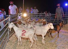 Foto de la galería: Satisfactorio remate en San José